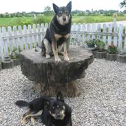 Finsk hyrdehund Finsk Hyrdehund Samir