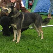Finsk hyrdehund Finsk Hyrdehund Samir