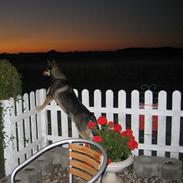 Finsk hyrdehund Finsk Hyrdehund Samir