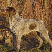 Ruhåret hønsehund Nomi