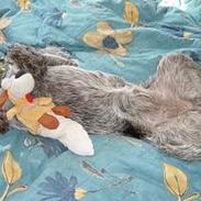 Ruhåret hønsehund Nomi