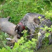 Ruhåret hønsehund Nomi