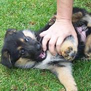 Blanding af racer chika