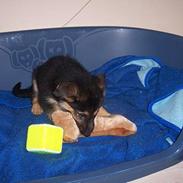 Blanding af racer chika