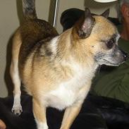 Chihuahua Dyrlægegårdens Tobias 