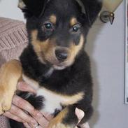 Blanding af racer Tyson