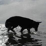 Blanding af racer Tyson