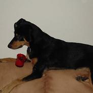 Blanding af racer Tyson