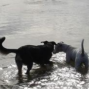 Blanding af racer Tyson