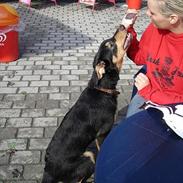 Blanding af racer Tyson