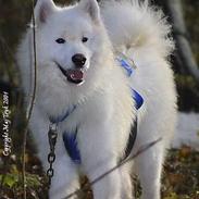 Samojedhund Boomer