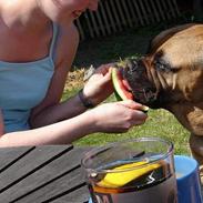 Bullmastiff LEICA