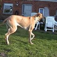 Grand danois Great Dane's Tinka