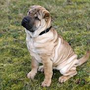 Shar pei Nanna + Død+