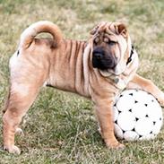 Shar pei Nanna + Død+ 