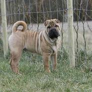 Shar pei Nanna + Død+
