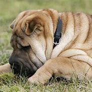 Shar pei Nanna + Død+