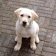 Labrador retriever Basse