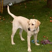 Labrador retriever Basse