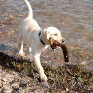 Labrador retriever Basse