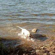 Labrador retriever Basse