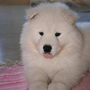 Samojedhund Heero the rock star.