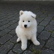 Samojedhund Heero the rock star.