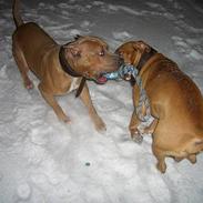 Amerikansk staffordshire terrier Jos Duma Ewy *Kaiser*