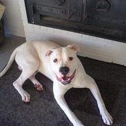 Amerikansk bulldog Zeus