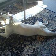 Amerikansk bulldog Zeus