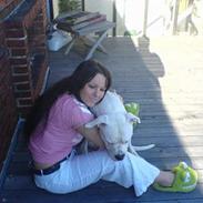 Amerikansk bulldog Zeus