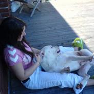 Amerikansk bulldog Zeus