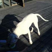 Amerikansk bulldog Zeus