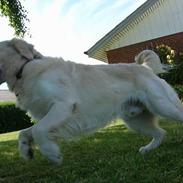 Golden retriever Sir. Toby