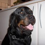 Rottweiler Gizmo ( Død d. 27/12-06 )