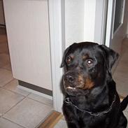 Rottweiler Gizmo ( Død d. 27/12-06 )