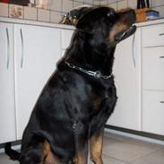 Rottweiler Gizmo ( Død d. 27/12-06 )