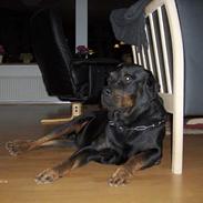 Rottweiler Gizmo ( Død d. 27/12-06 )