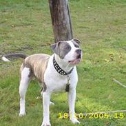 Amerikansk staffordshire terrier tiger