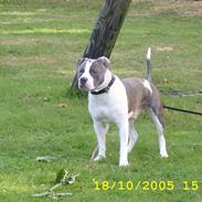 Amerikansk staffordshire terrier tiger