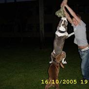 Amerikansk staffordshire terrier tiger