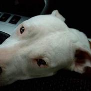 Dogo argentino Lucky """ DØD """