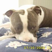 Amerikansk staffordshire terrier tiger