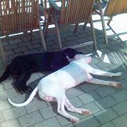 Dogo argentino Lucky """ DØD """