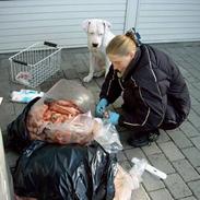 Dogo argentino Lucky """ DØD """