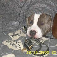 Amerikansk staffordshire terrier tiger