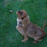 Cavalier king charles spaniel Nemo (død, 2011)