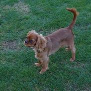 Cavalier king charles spaniel Nemo (død, 2011)