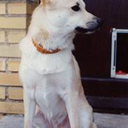 Norsk buhund Santa