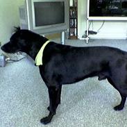 Blanding af racer Indy